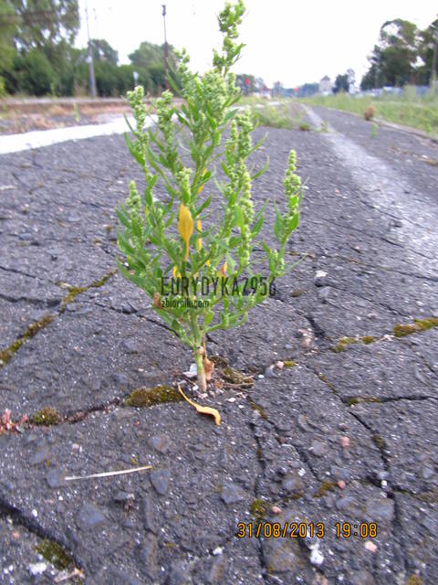 Chwast - Eurydyka2956