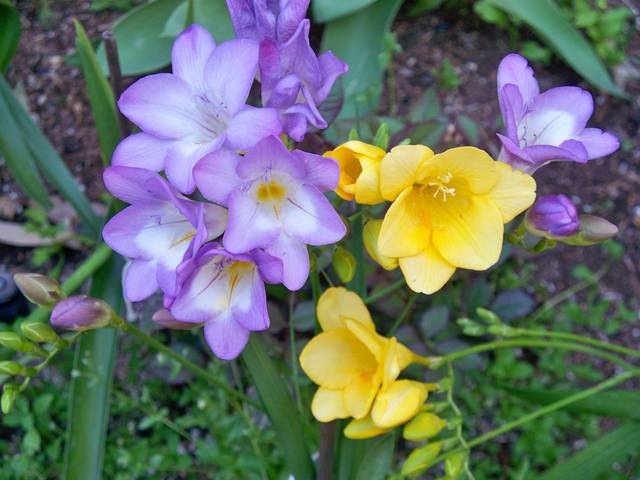 100_1600.jpg - arizonski