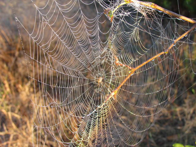 IMG_2895.JPG - wodnik50