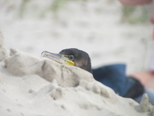 IMG_2100.JPG - wodnik50