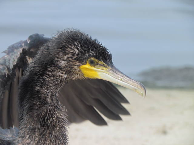 IMG_2163.JPG - wodnik50