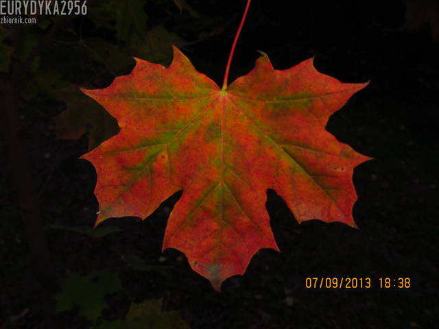 jesienny lisc - Eurydyka2956