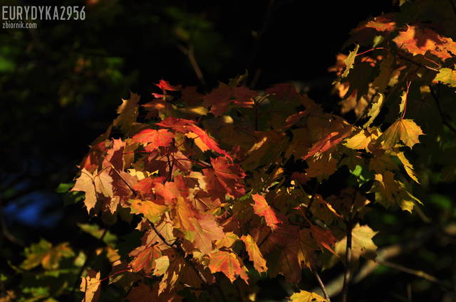 DSC_7356.JPG - Eurydyka2956