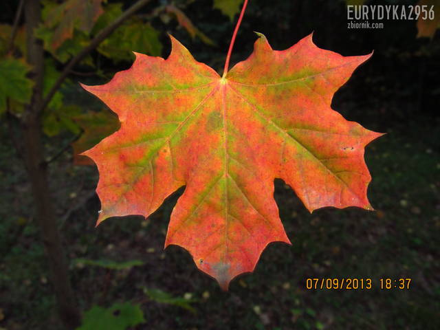 IMG_2029.JPG - Eurydyka2956