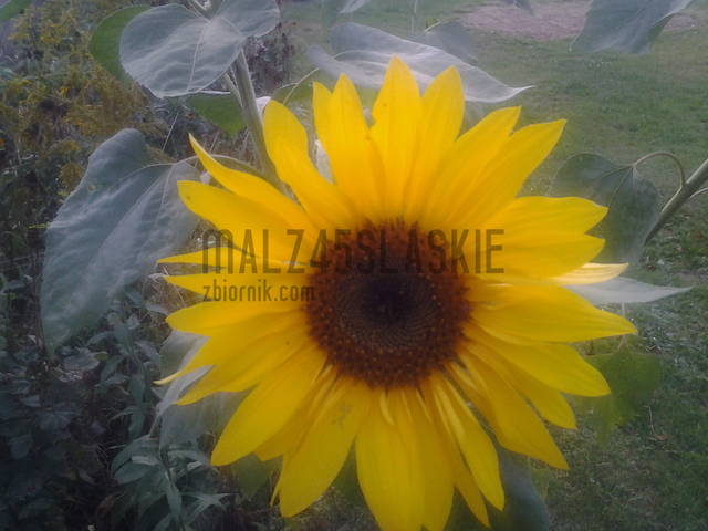 20130912_182352.jpg - malz45slaskie