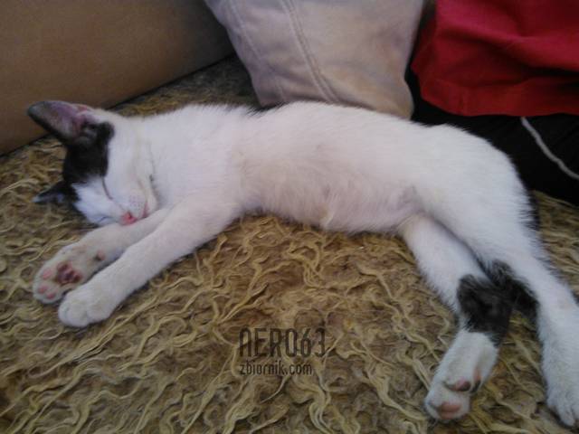 WP_001705.jpg - nero63