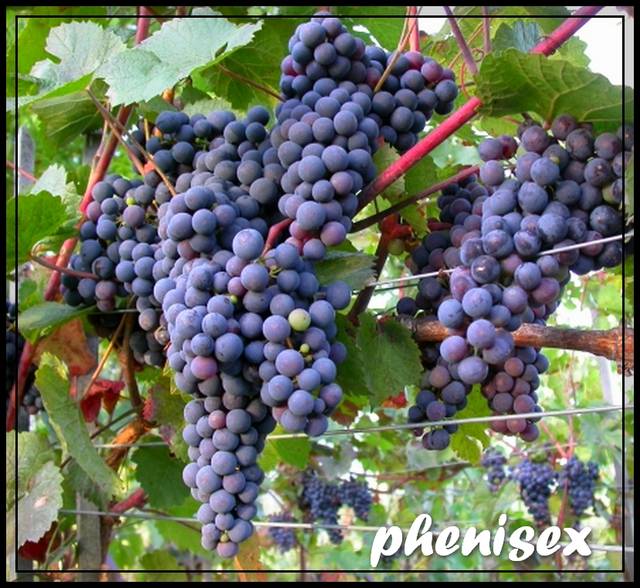 czas zbiorów - phenisex