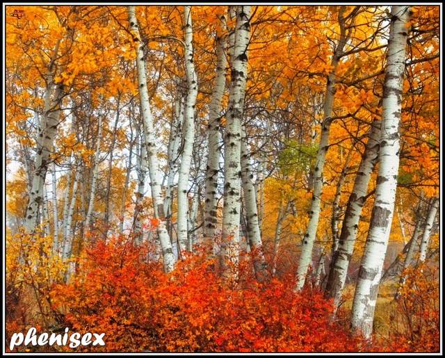 czy taka będzie ... - phenisex