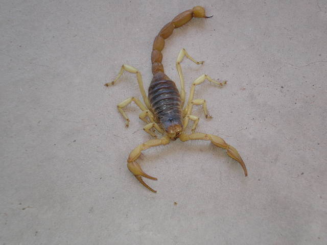 skorpionik - arizonski