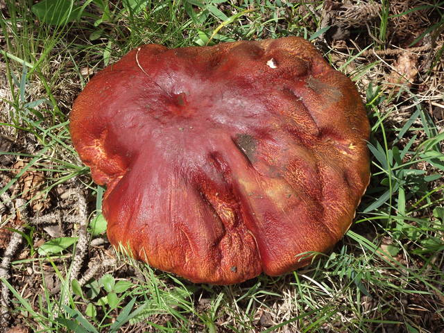 2010_08080022.JPG - arizonski