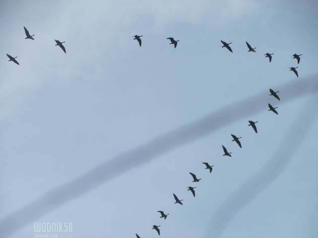 IMG_3610.JPG - wodnik50