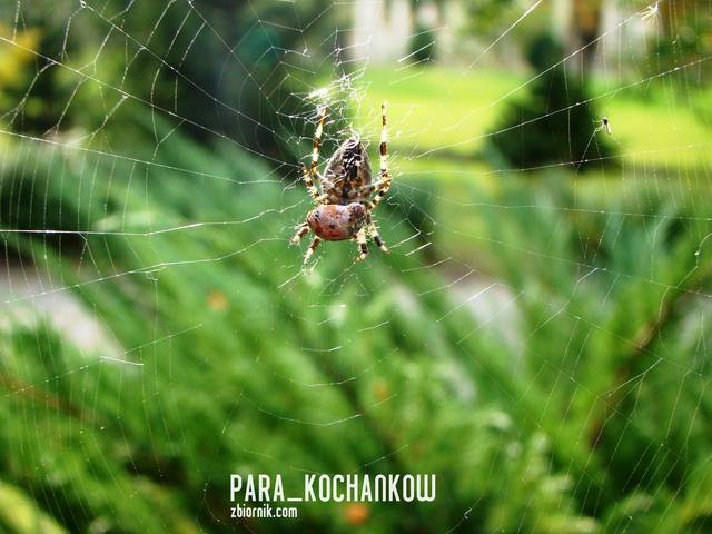 W sieci...... - para_kochankow