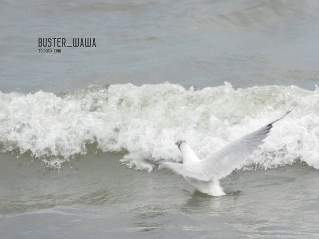 jastarnia 2013 - Buster_wawa