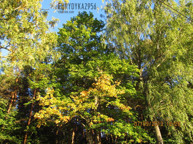 IMG_2023.JPG - Eurydyka2956