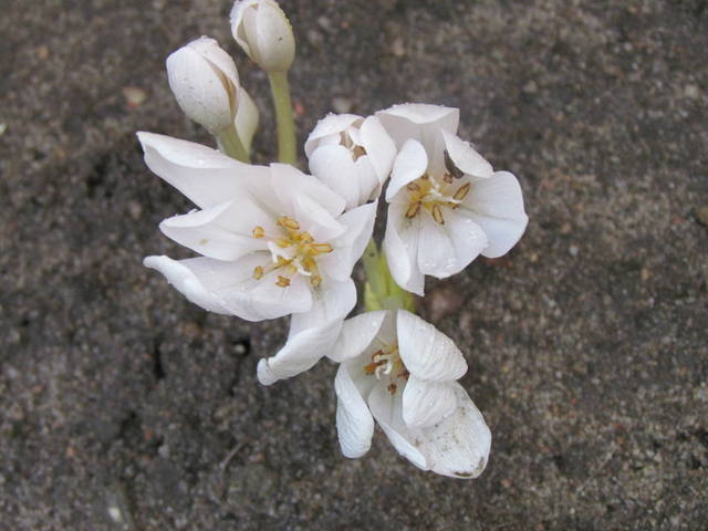 IMG_3666.JPG - wodnik50