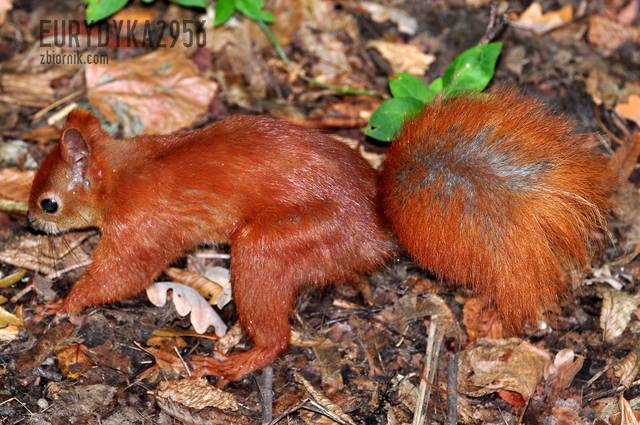 Ruda Kitka - Eurydyka2956