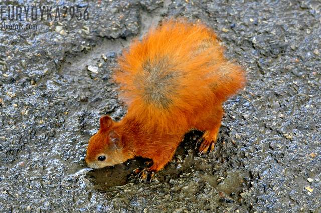 Ja :-) - Eurydyka2956