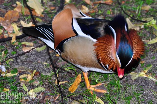 Spacerowicz  - Eurydyka2956