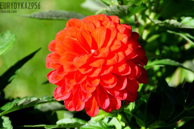 z całusem dla Panów w dniu Ich Swieta - Eurydyka2956