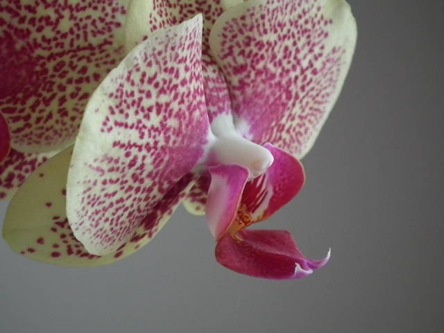 Predator - NauczeCieLatac