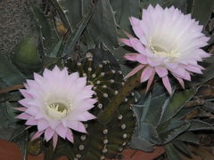 powachasz  i usniesz