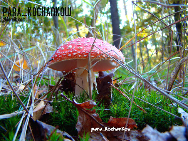 Zdradliwy okaz - para_kochankow