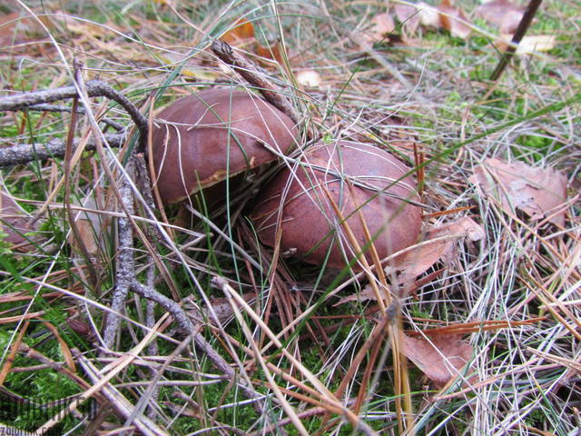 IMG_4098.JPG - wodnik50