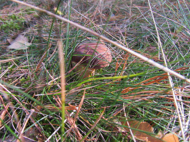 IMG_4092.JPG - wodnik50