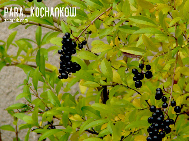 Dary jesieni - para_kochankow