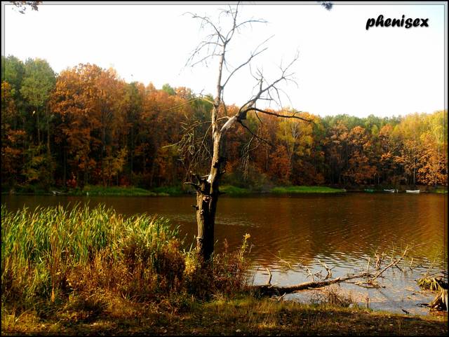 drzewa umierają stojąc ... - phenisex