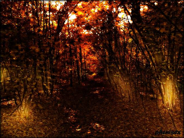 jesienny zachód w lesie - phenisex