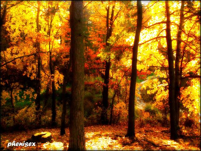 las cudów - phenisex