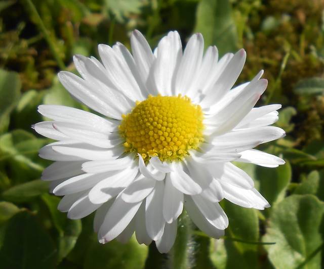 DSCN1942.JPG - kotka41