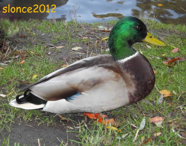 Elegancja - slonce2012