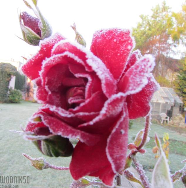 IMG_4455.JPG - wodnik50