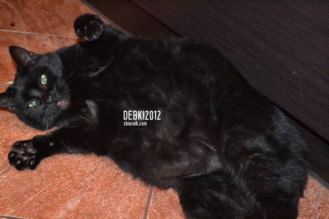 Kot Dębkowej... - debki2012