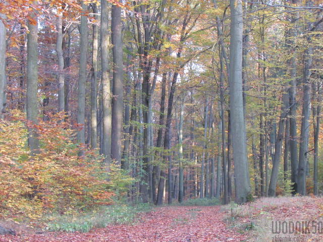 IMG_4826.JPG - wodnik50