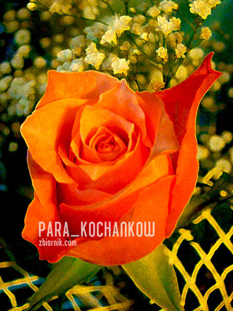 Pocałunek natury... - para_kochankow