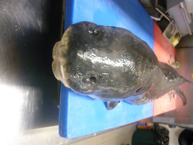 rybka czeka na filetowanie - BARTELLEMI