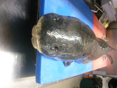 rybka czeka na filetowanie