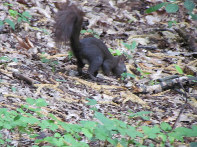 IMG_4354.JPG - wodnik50