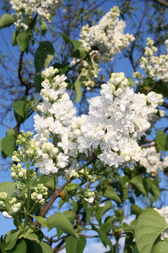 Kiedy znów zakwitną białe bzy?