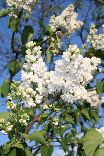 Kiedy znów zakwitną białe bzy? - penetrator11