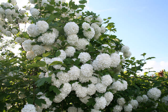 Kalinowo, czerwcowo - penetrator11