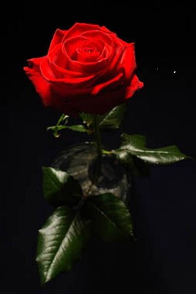 kocham_roze