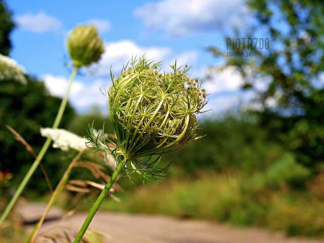 Dla kolekcjonerów. - Piotr700