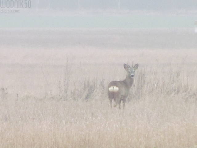 IMG_5839.JPG - wodnik50