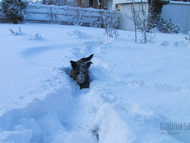 IMG_5999.JPG - wodnik50