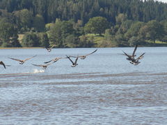 Dość tych penisów, niech będą gęsi...