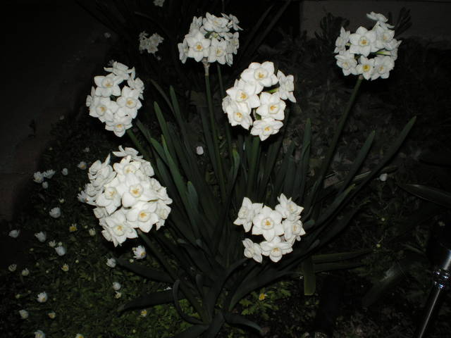 delikatne jak kobiety - arizonski